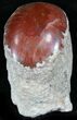 Pennsylvanian Aged Red Agatized Horn Coral - Utah #26377-1